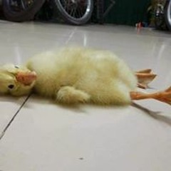 GrumpyCatLikeSadSong