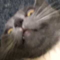 Whoman_jr