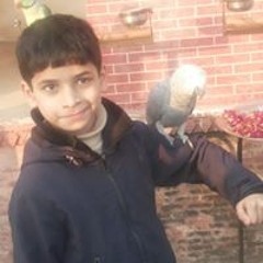Nosheen Afshan