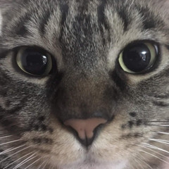 yo