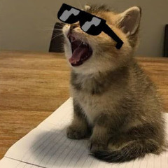 cool cat