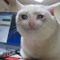 Cat Cry