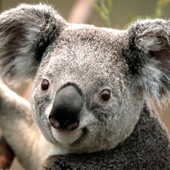 Leniwy Koala