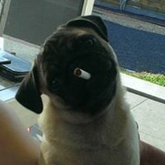 boxermops