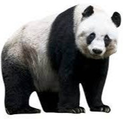 antepli panda