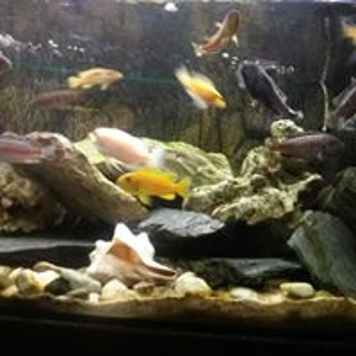 Stream Loko Music Listen To Songs Albums Playlists For Free On