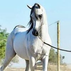 محمداياد ابو اياد