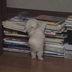 영은
