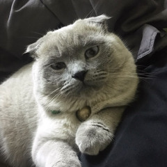 Nguyễn Hồng Dương