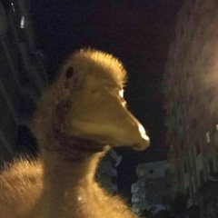 ducc