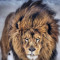 Manvir Singh YT