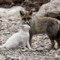 foxcat 999