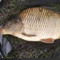 Vismaster .nl024