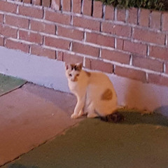 송은아