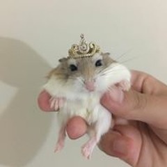 HHSSS