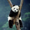 cutebabychubbypanda