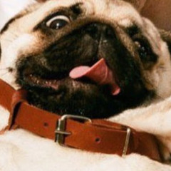 Jolly Pug