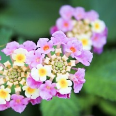 【出雲霞】KING【人力Vocaloid】