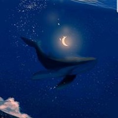 사막whale