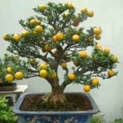 Halimou Haloum