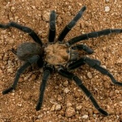Killer Spider