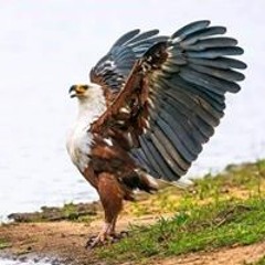 عبدالوهاب دويدار