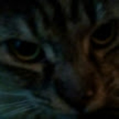 Cat Demon