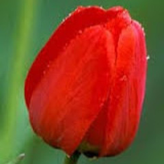 ghazal