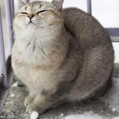 chúhề