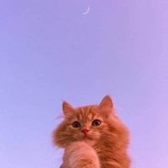 Alaa
