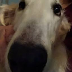Hi I’m a dog