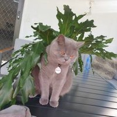zak