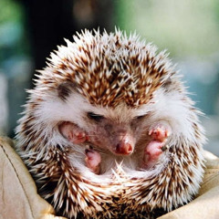 Hedgehog338