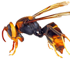 BuG Vibe