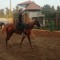 Omar Mustapha