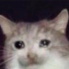 bilingual crying cat