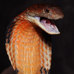 coiler