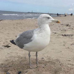 mÖvve