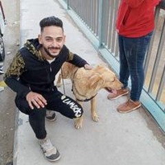 ahmed yosri elwardany