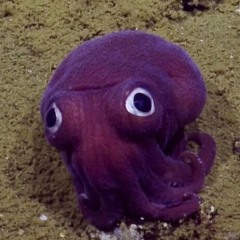 Purple squid