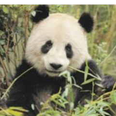 // Panda //