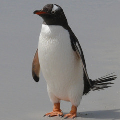 neray