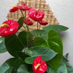 Bonnie Panui Kalalau