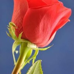 محمد البهنسى
