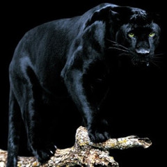 Фешиар драгоций