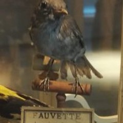Fauve