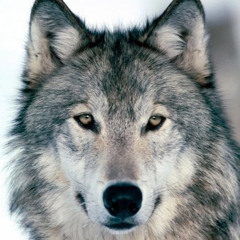 Mr.Wolf