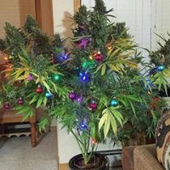 степашка