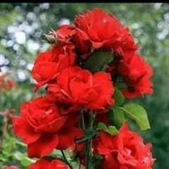 Mehak Ashfaq