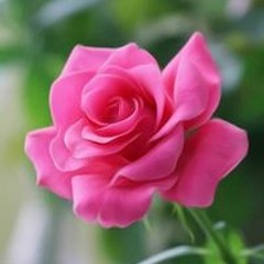 ام حمزه الاسد